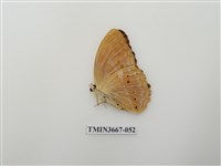 藏品(蛺蝶科(1))的圖片